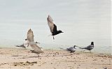 White-winged Tern